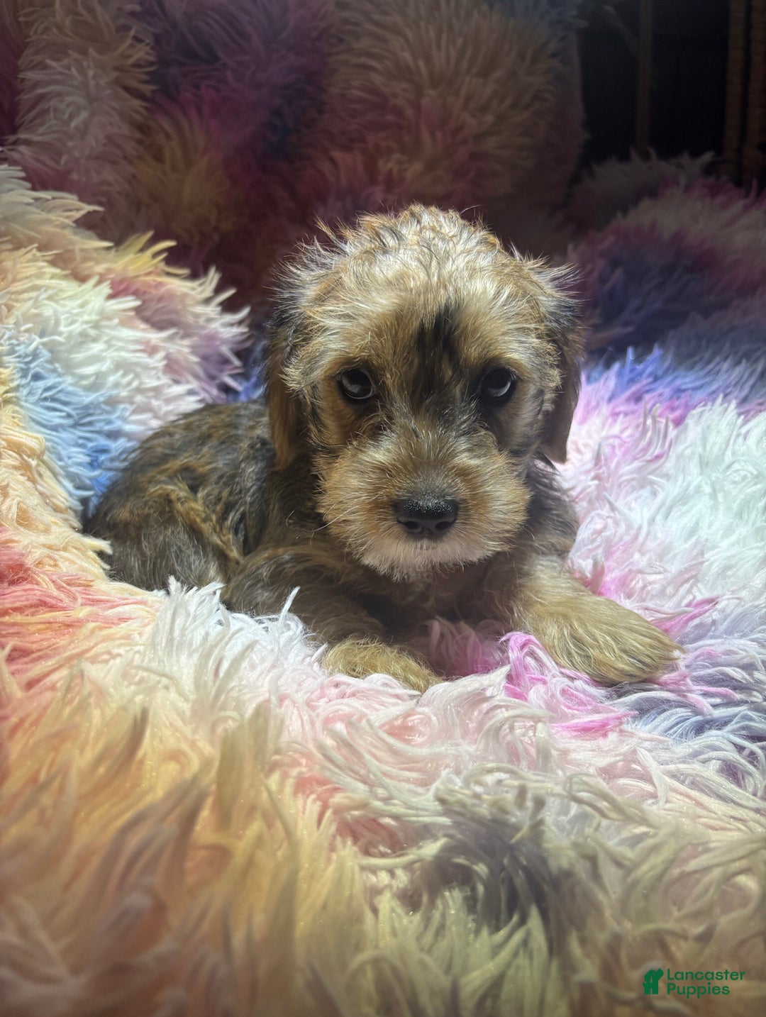 Yorkiepoo dogs for sale: Morgan - Ad 2