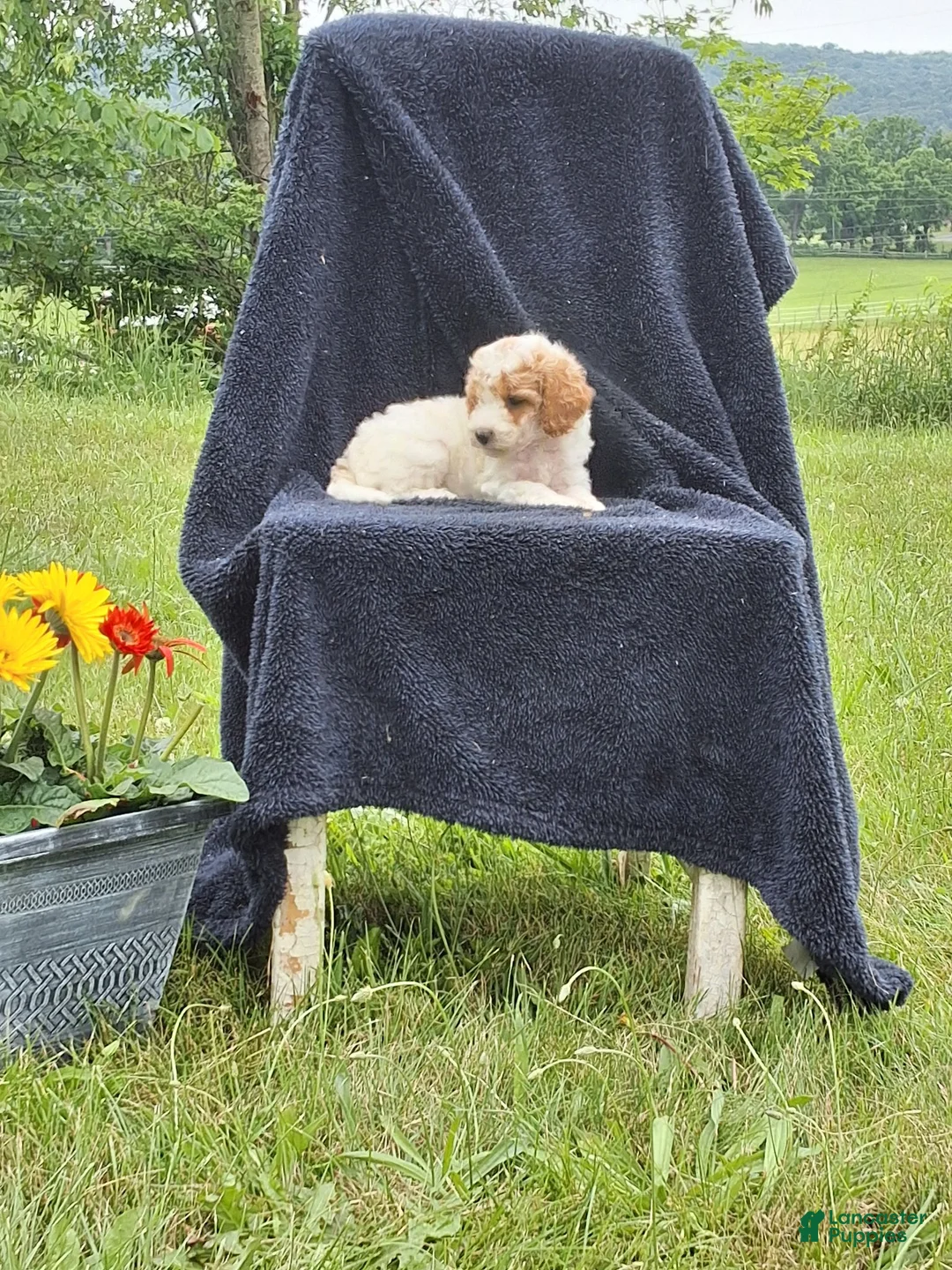 Miniature Poodle dogs for sale: Lincoln  - Ad 2