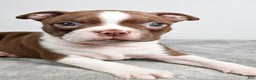 Boston Terrier dogs for sale: Jance - Ad 3