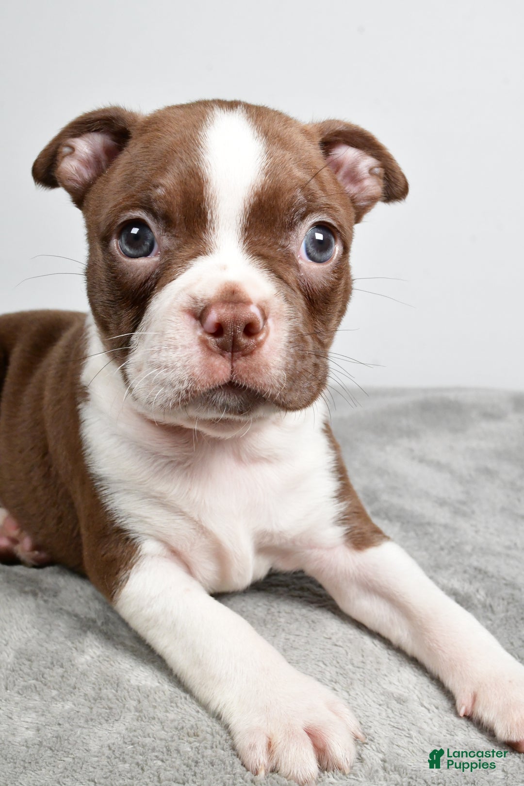 Boston Terrier dogs for sale: Jance - Ad 3