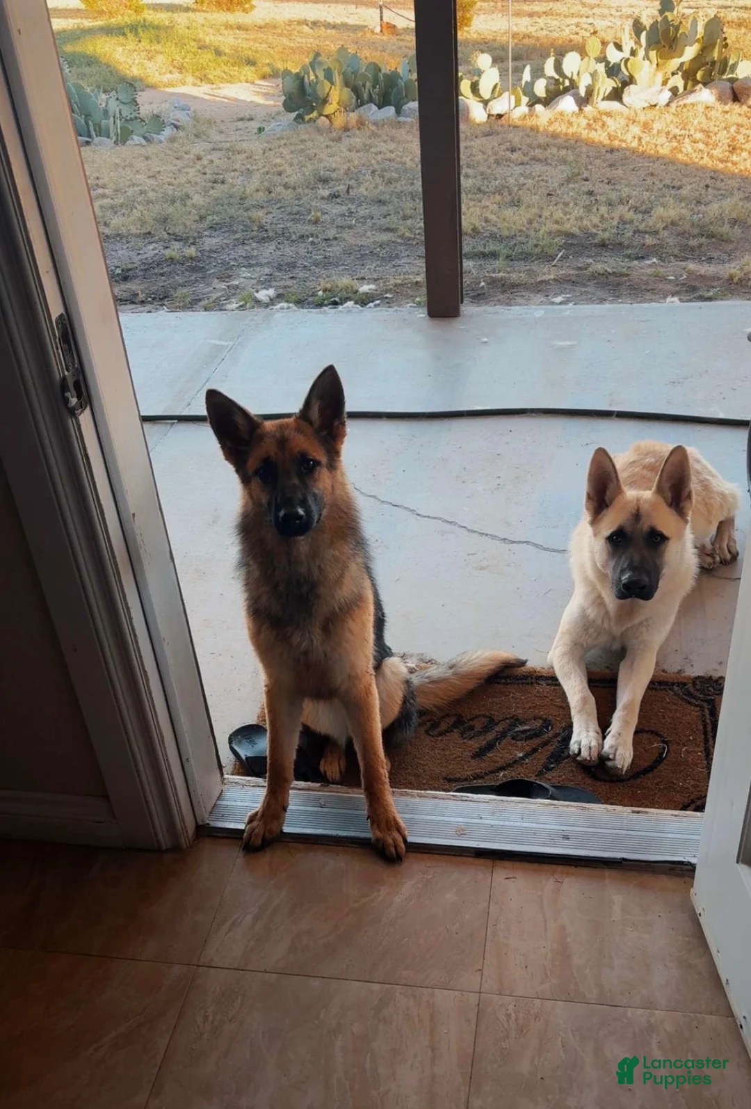 German Shepherd dogs for sale: German Shepherd 3 - Ad 3