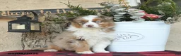 Australian Shepherd dogs for sale: Paige - Ad 4