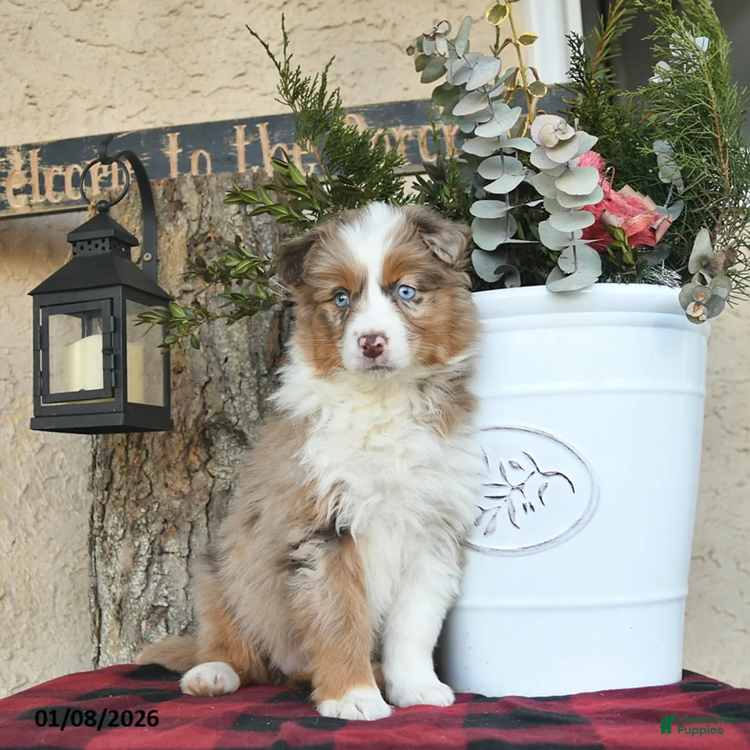 Australian Shepherd dogs for sale: Paige - Ad 4