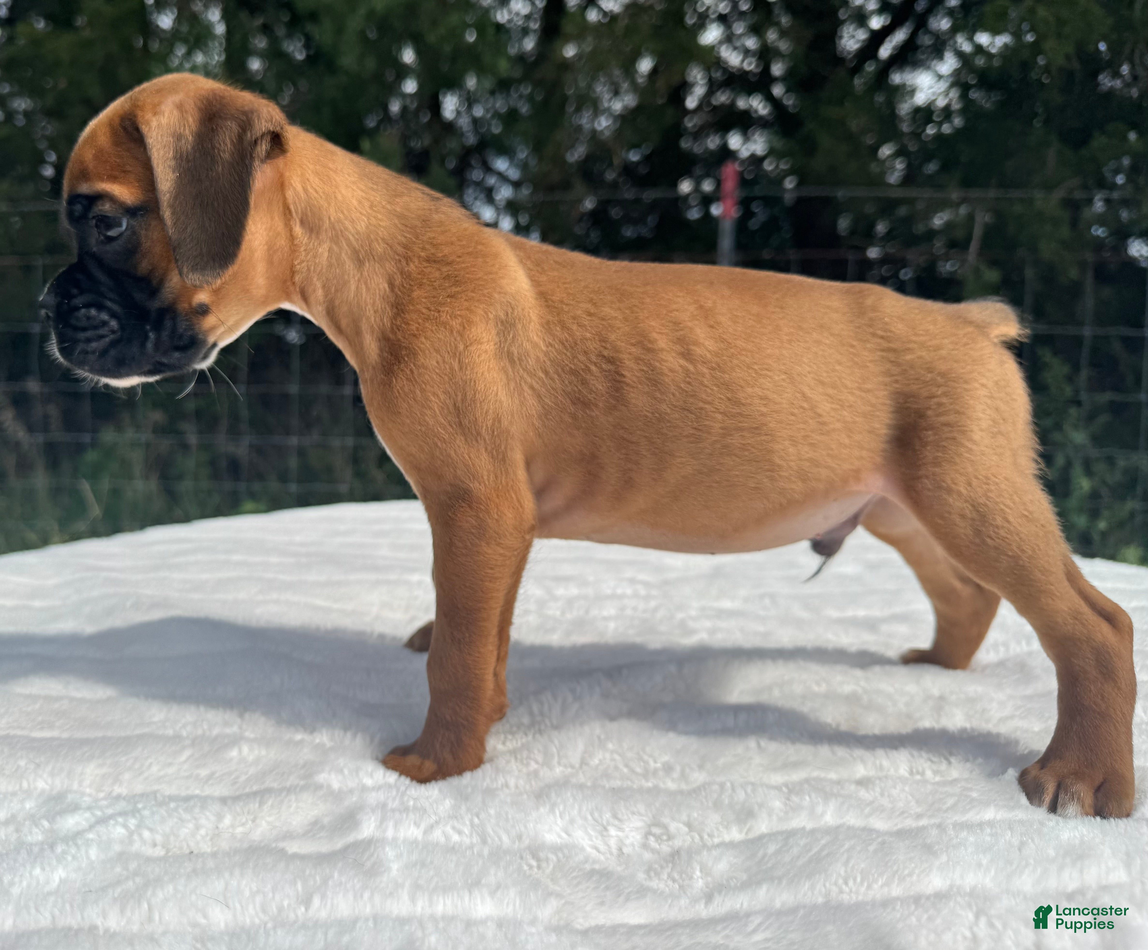 Boxer dogs Art - Ad 2