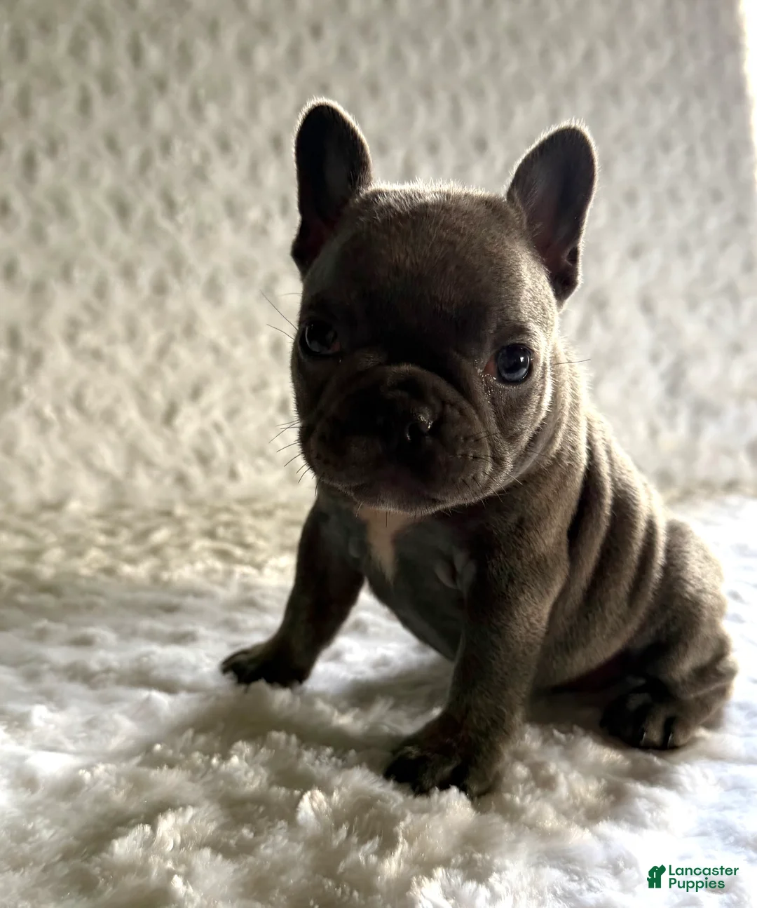French Bulldog dogs for sale: Blue Bell - Ad 1
