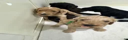 Goldendoodle dogs for sale: Goldendoodle 3 - Ad 13