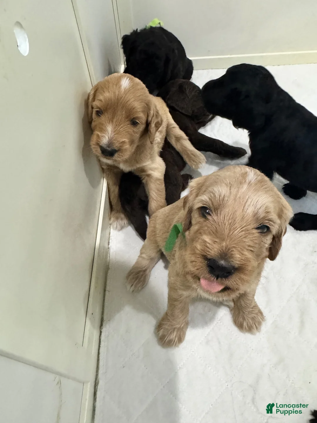 Goldendoodle dogs for sale: Goldendoodle 3 - Ad 13