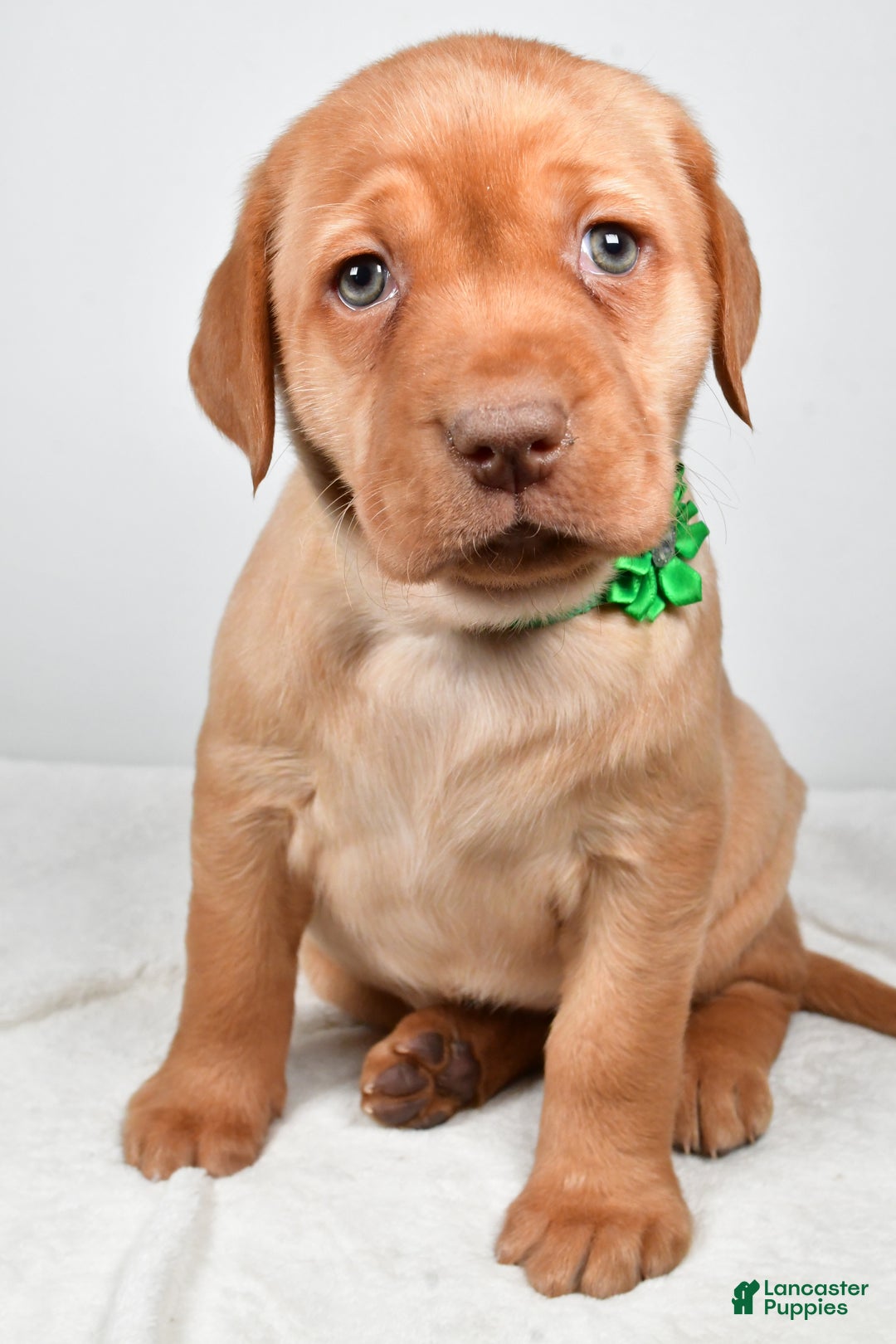 Labrador Retriever dogs for sale: Nikki - Ad 7