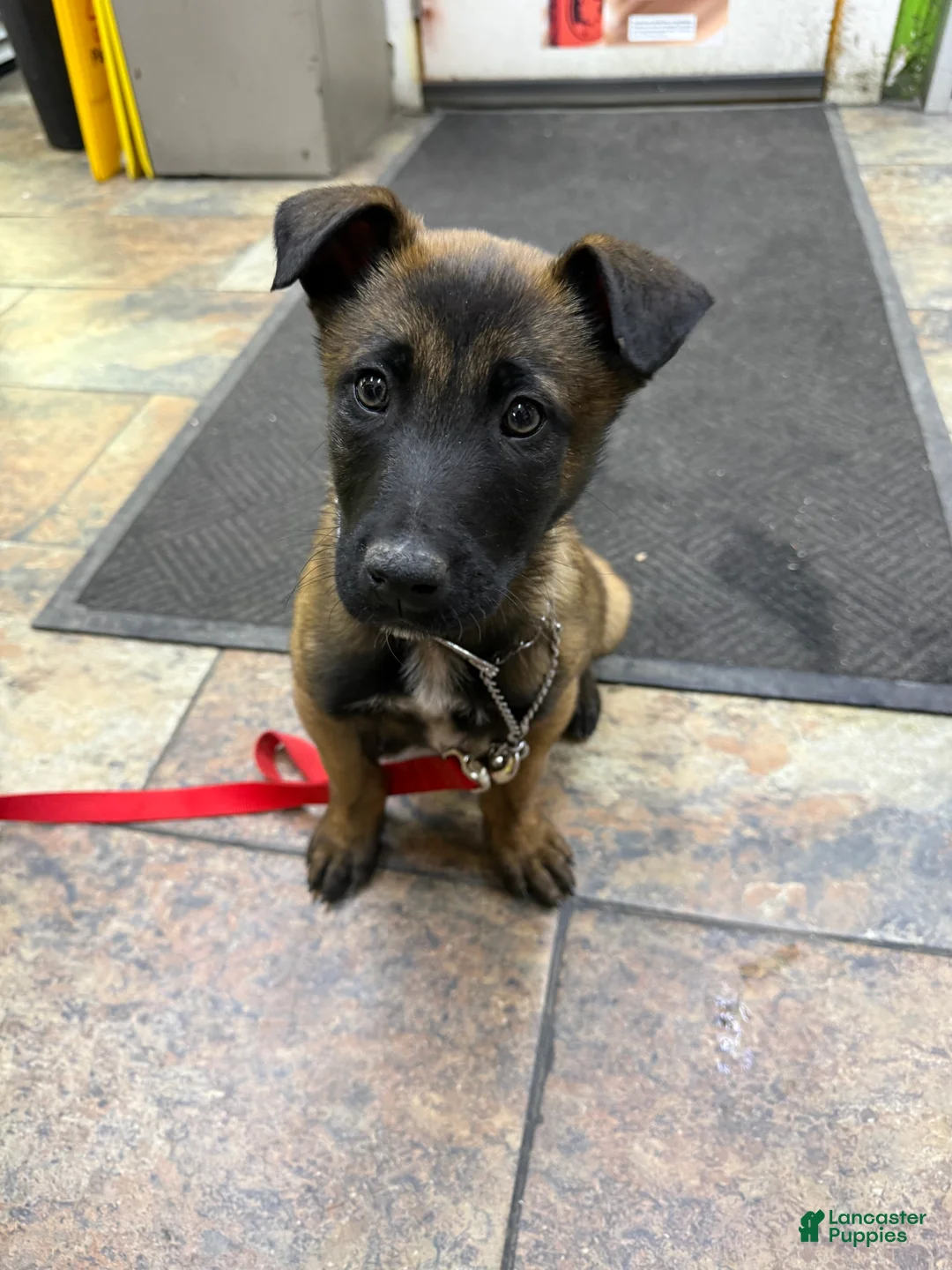 Belgian Shepherd Dog dogs for sale: Belgian Shepherd Dog Puppy 1 - Ad 2