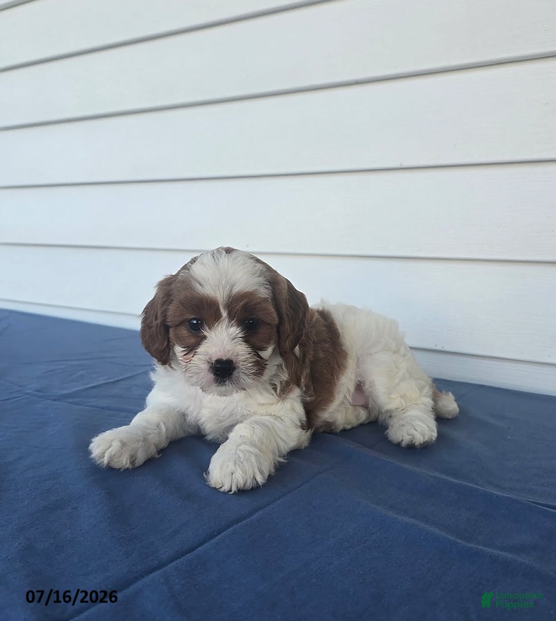 Cavapoo dogs Rose - Ad 2