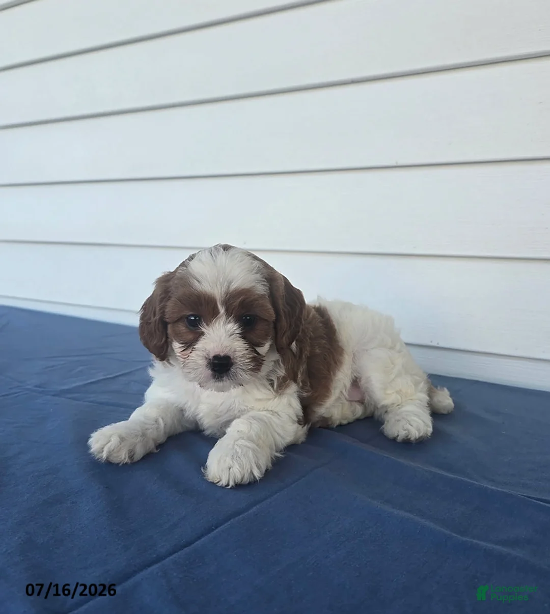 Cavapoo dogs for sale: Rose - Ad 2