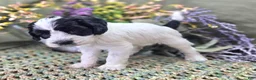 Cockapoo dogs for sale: Puddleduck - Ad 2