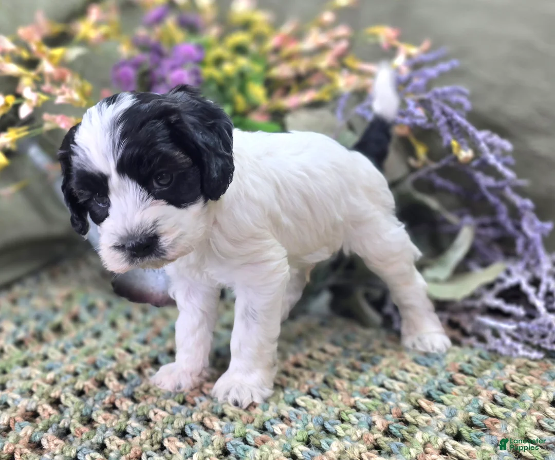 Cockapoo dogs for sale: Puddleduck - Ad 2