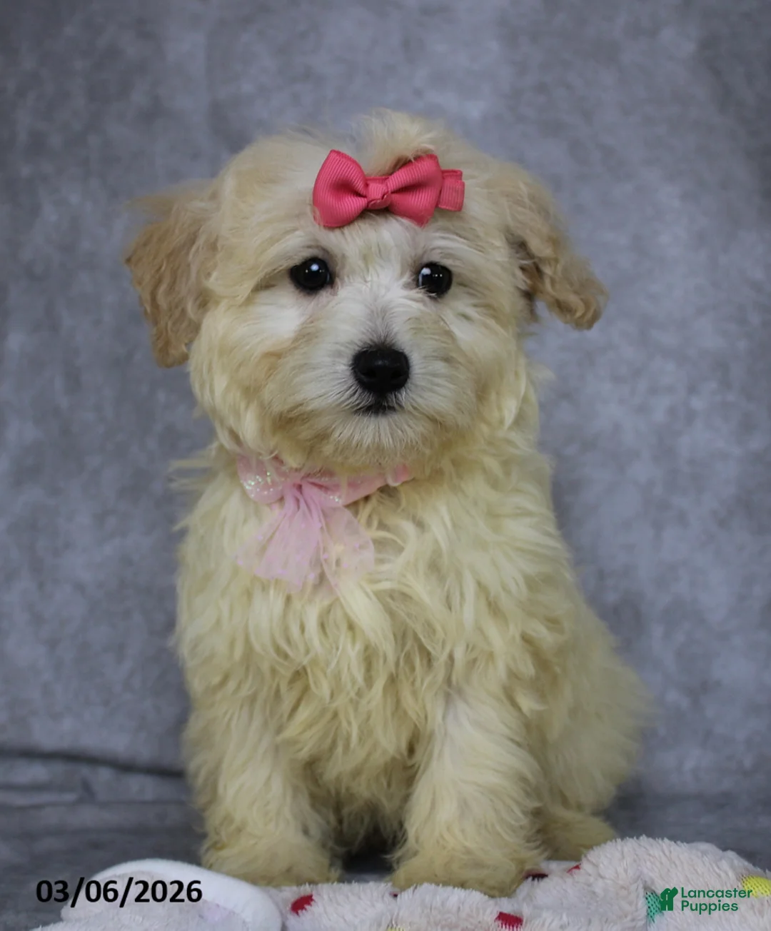 Mini Aussiedoodle dogs for sale: Calli - Ad 1