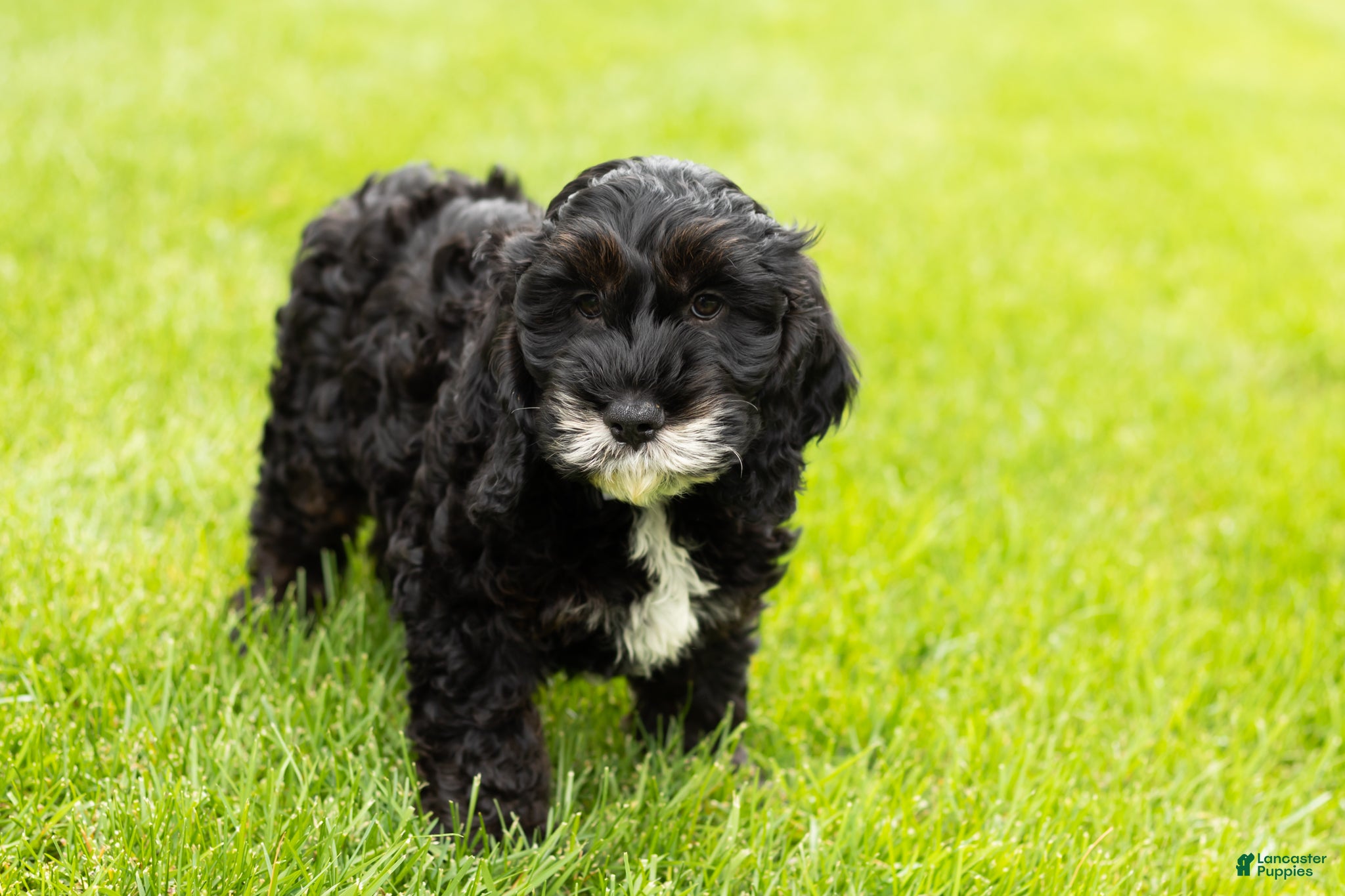 Cockapoo dogs for sale: Buster  - Ad 3