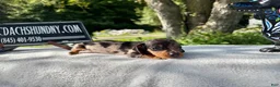 Miniature Dachshund dogs for sale: Miniature Dachshund 3 - Ad 2