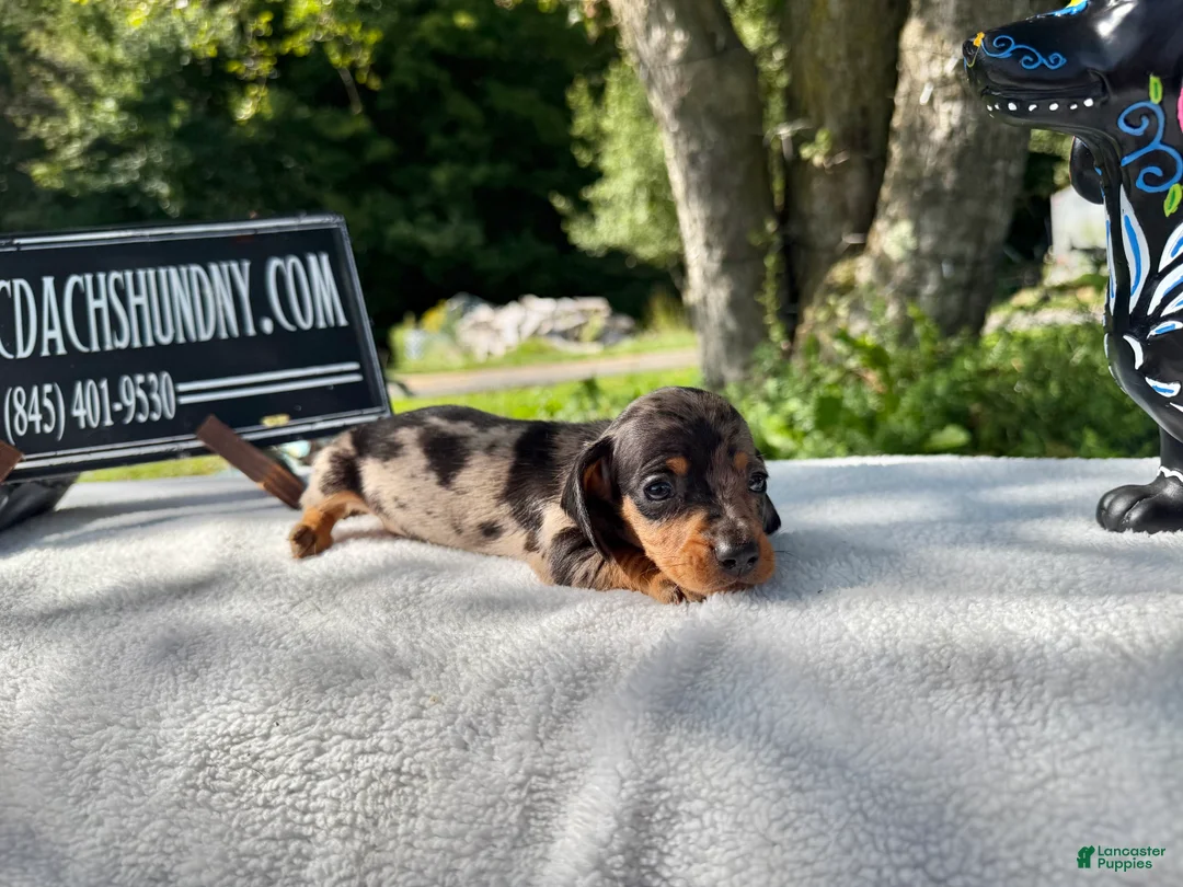 Miniature Dachshund dogs for sale: Miniature Dachshund 3 - Ad 2