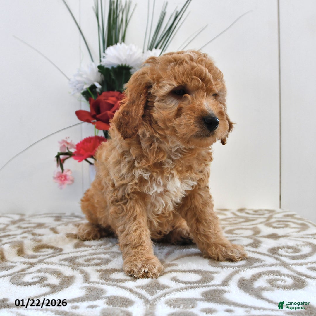 Mini Goldendoodle dogs for sale: Charlie - Ad 5