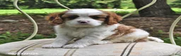 Cavalier King Charles Spaniel dogs for sale: Harry - Ad 3