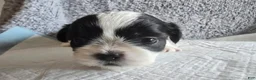 Shih Tzu dogs for sale: Bandit - Ad 3