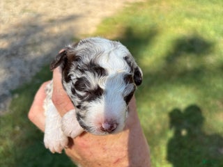 Mixed Breed dogs - Ad 4