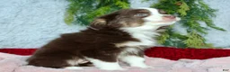 Miniature Australian Shepherd dogs for sale: Jenny - Ad 3
