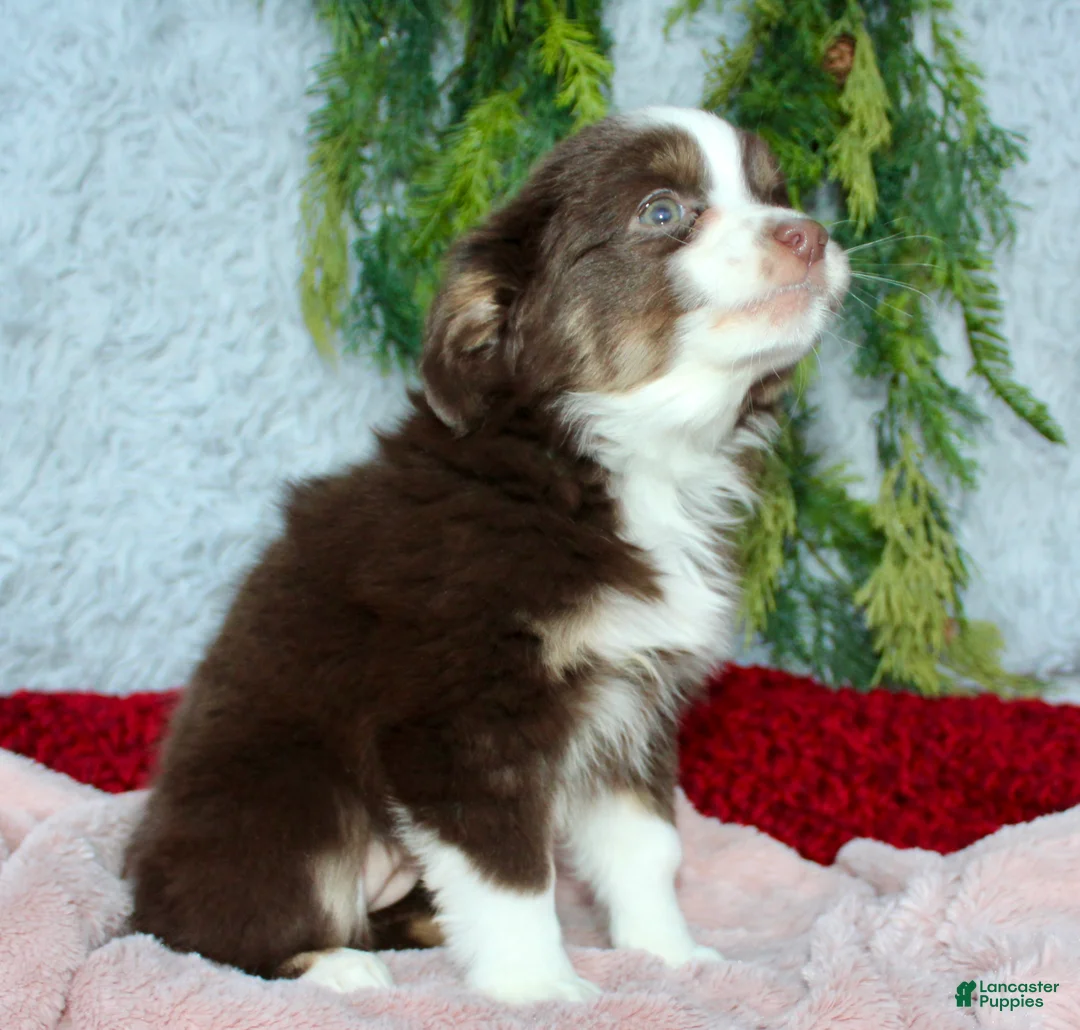 Miniature Australian Shepherd dogs for sale: Jenny - Ad 3