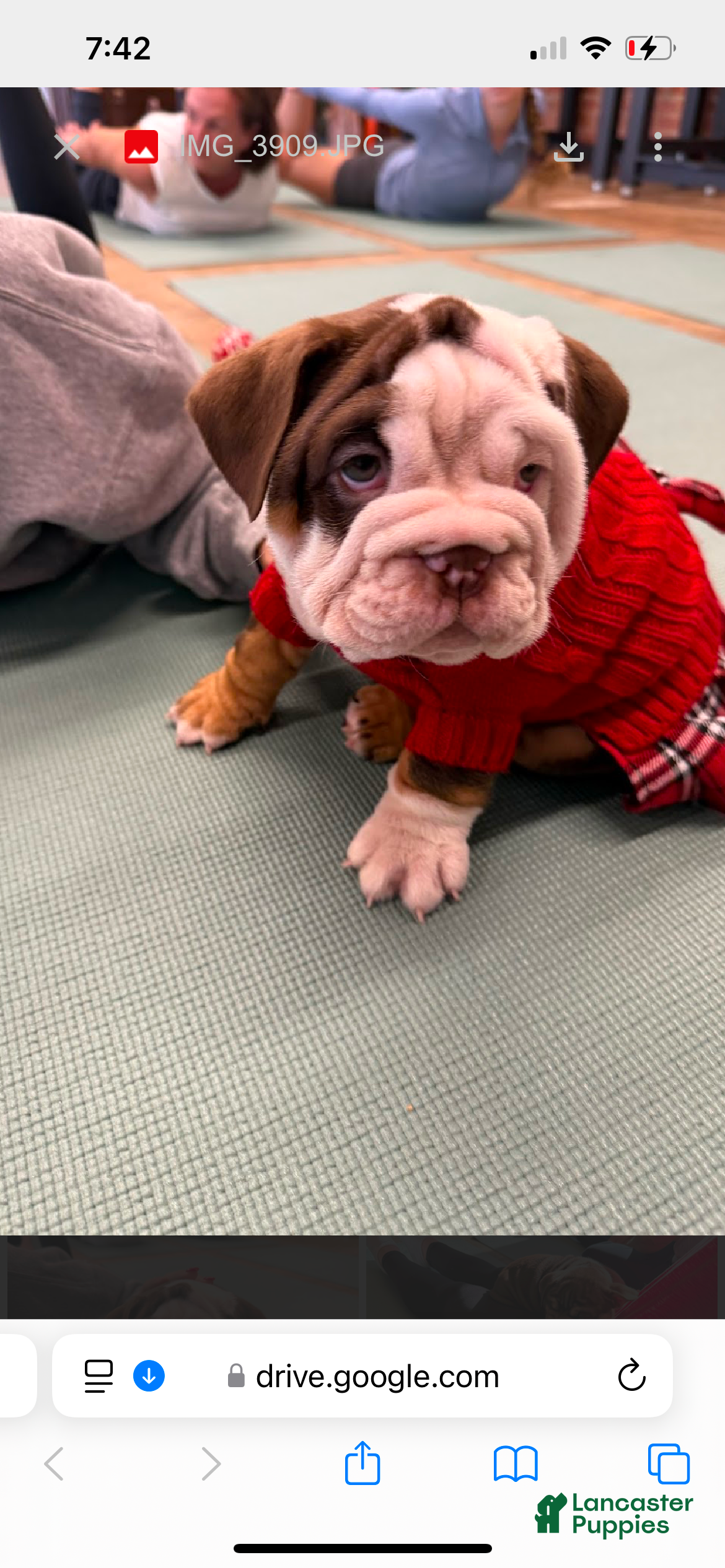 English Bulldog dogs English Bulldog Puppy 2 - Ad 16