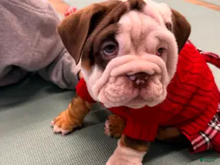 English Bulldog dogs English Bulldog Puppy 2 - Ad 9