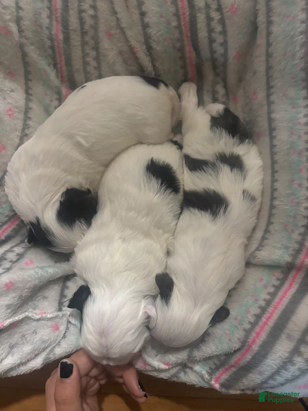 Shih Tzu dogs for sale: Shih Tzu 4 - Ad 1