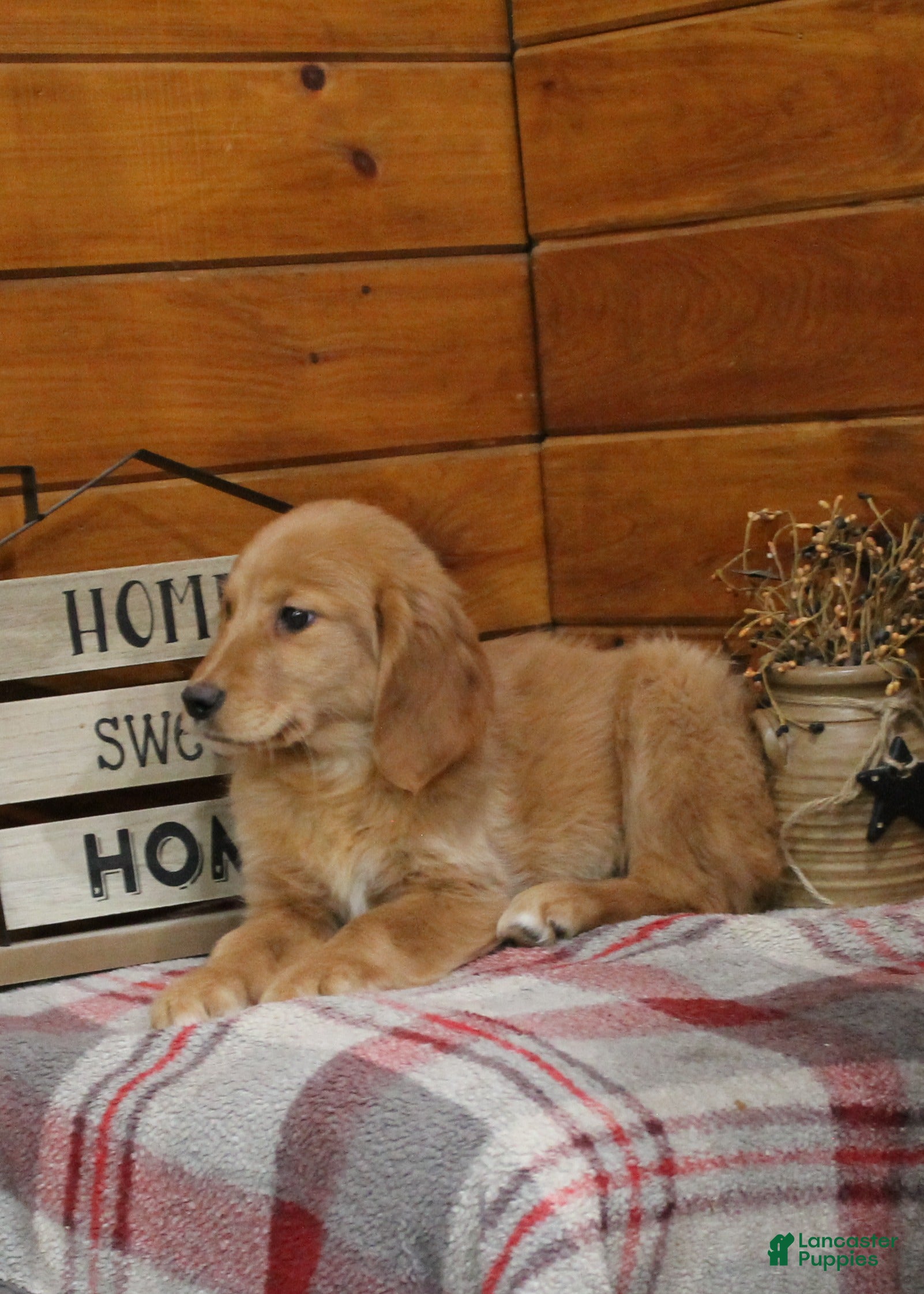 Golden Retriever dogs Genny - Ad 2