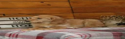 Golden Retriever dogs for sale: Genny - Ad 2