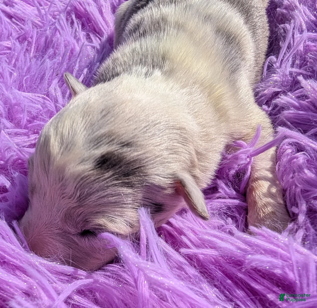 Border Collie dogs for sale: Puppy #1 - Ad 1