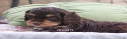 Cavapoo dogs for sale: Anza - Ad 5