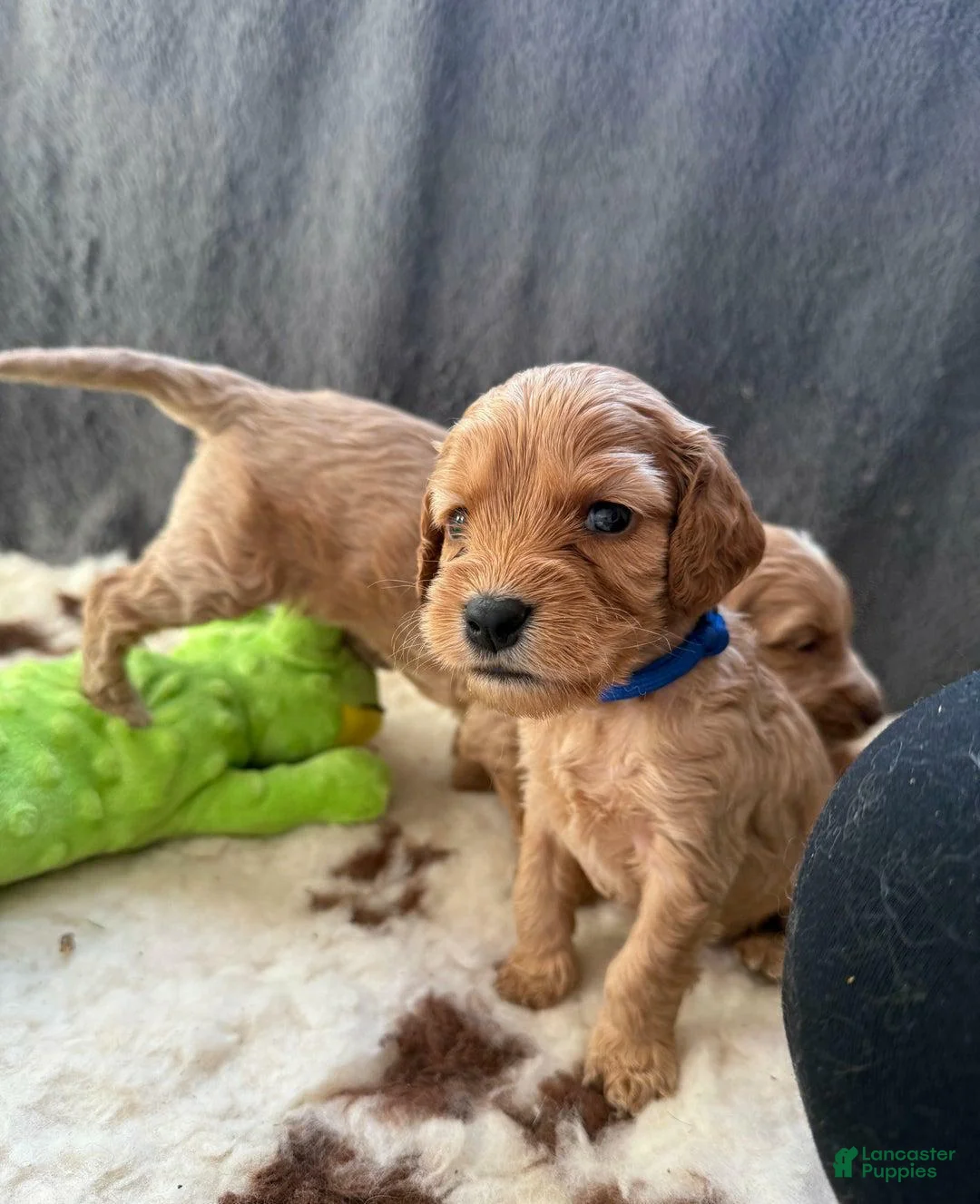 Cavapoo dogs for sale: Britney  - Ad 29