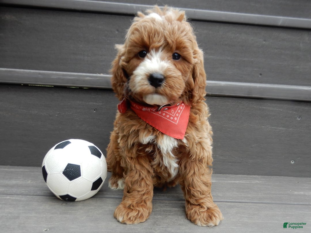 Mini Goldendoodle dogs for sale: Nemo - Ad 2