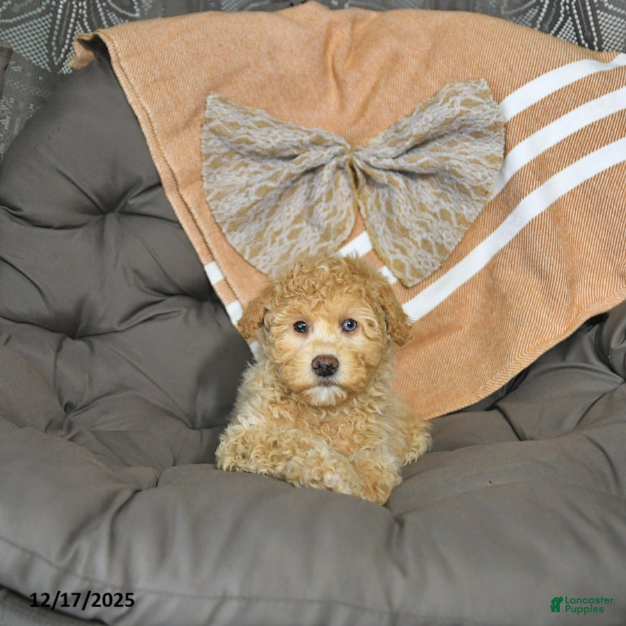 Miniature Poodle dogs Archie - Ad 23