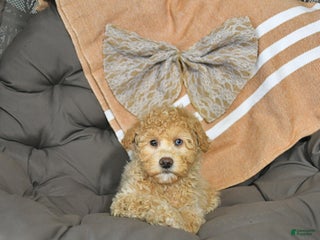 Miniature Poodle dogs Archie - Ad 23