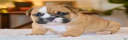 English Bulldog dogs for sale: Gucci - Ad 5