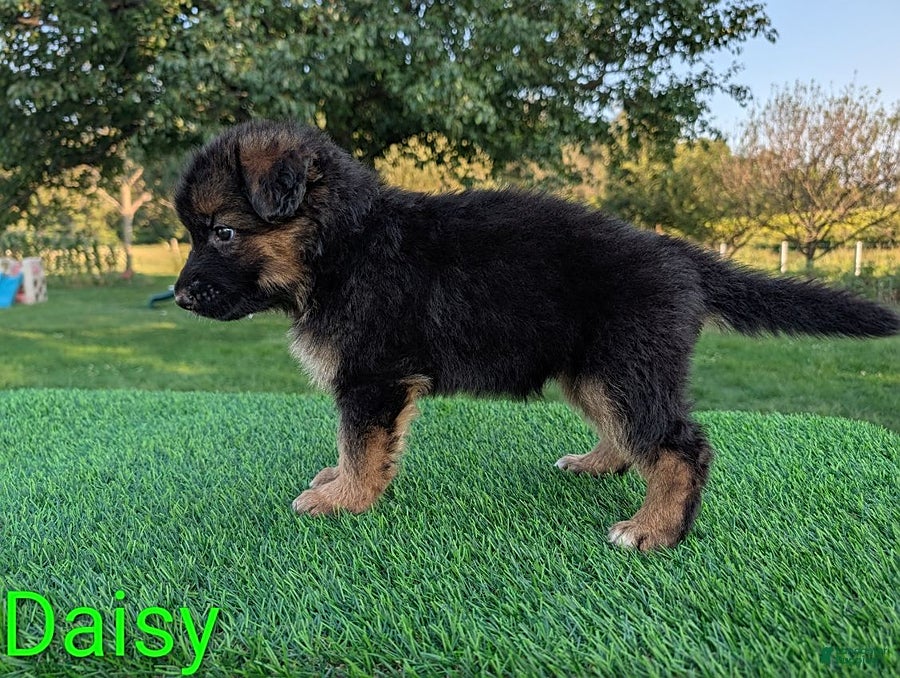 German Shepherd dogs Daisy - Ad 2