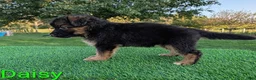 German Shepherd dogs for sale: Daisy - Ad 2
