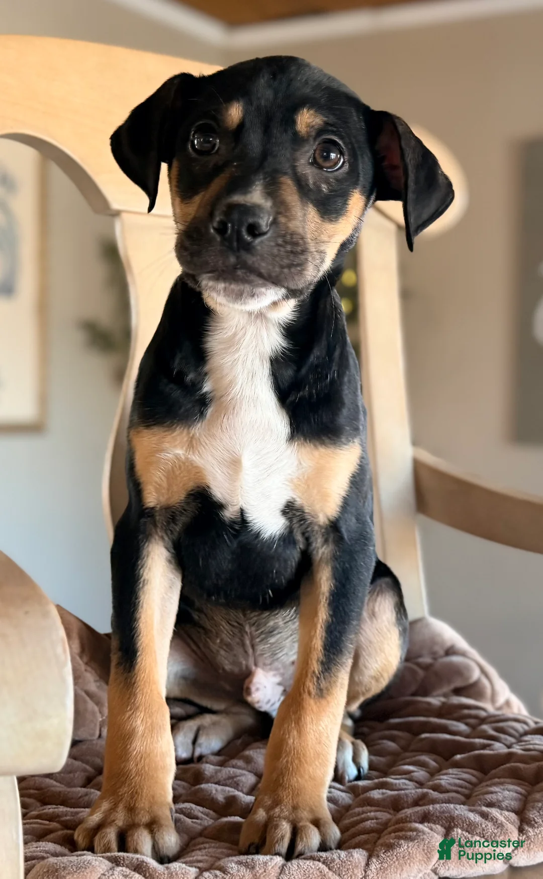 Mixed Breed dogs for sale: Pup 3  - Ad 1