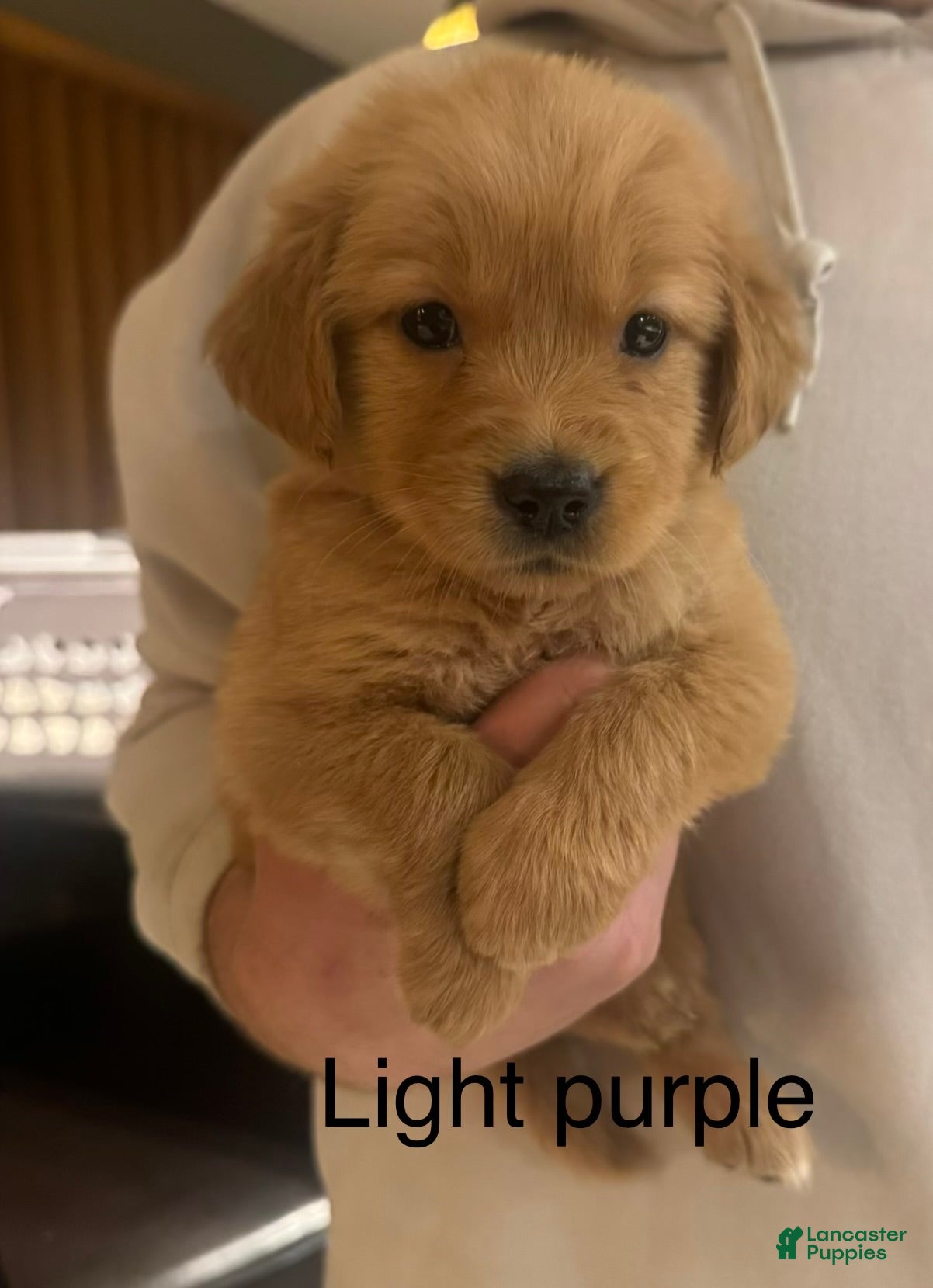 Golden Retriever dogs Light purple - Ad 37