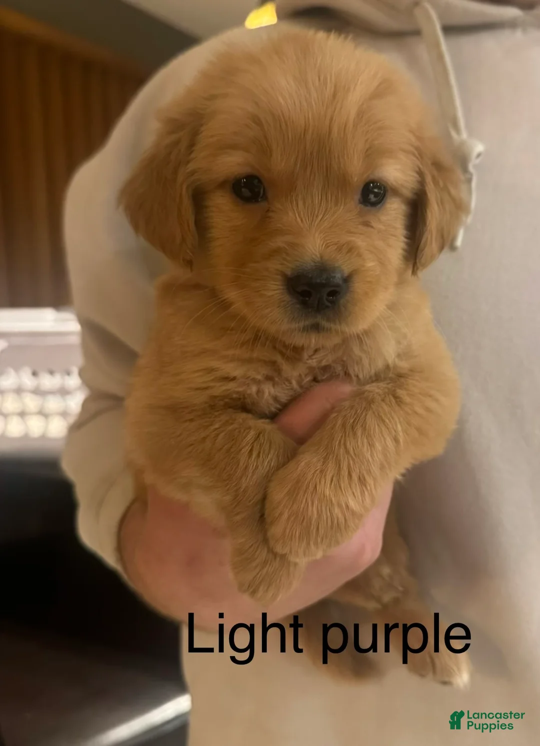 Golden Retriever dogs for sale: Light purple - Ad 1
