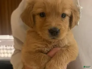 Golden Retriever dogs Light purple - Ad 27