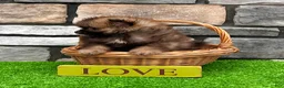 Pomeranian dogs for sale: Buddy - Ad 6