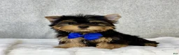 Yorkshire Terrier dogs for sale: Dakota - Ad 7