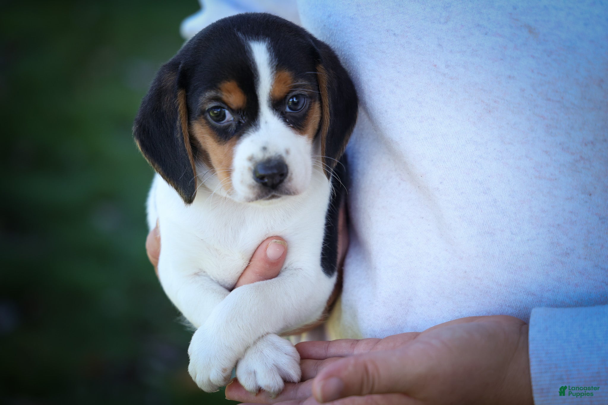 Beagle dogs for sale: Ollie Belle - Ad 1