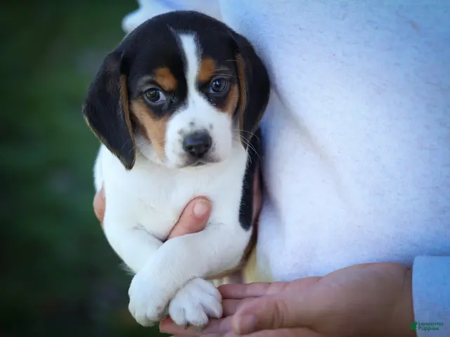 Beagle dogs for sale: Ollie Belle - Ad 1
