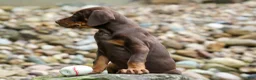 Doberman Pinscher dogs for sale: Gus 🐾 - Ad 10